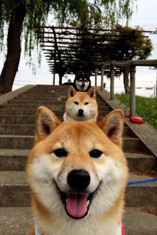 爱游戏ayx官网-DOTA2解说评述：赛事精彩瞬间与战术深度解读，dota2解说排名