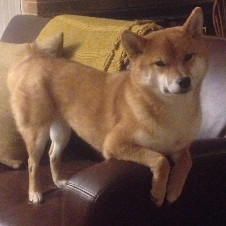 爱游戏体育（AYX）官方APP下载-战术解析：不同球队的配置和变化背后，球队战术怎么设置