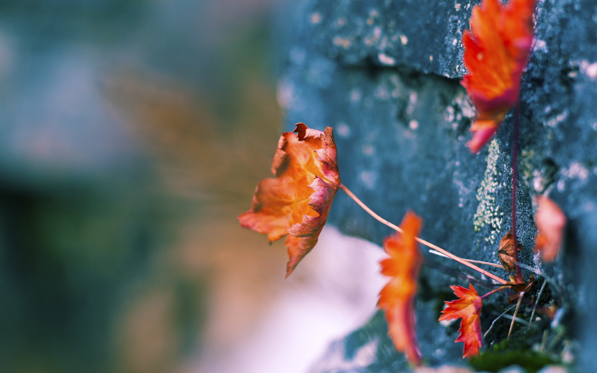 爱游戏体育网页版-新加坡骑手Alice Shi在Jumping World Challenge中获得B类组别前三名，成绩优异。